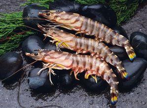 养殖对虾爆料视频播放,视频播放背后的养殖秘密大曝光